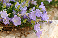 Campanula rotundifolia